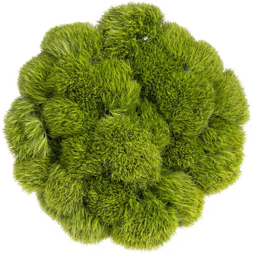 Bartnelke grün Kiwi 45cm x40