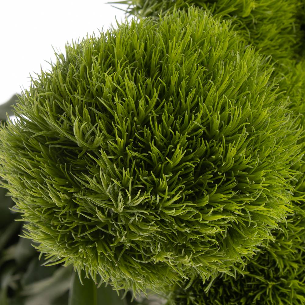Bartnelke grün Kiwi 45cm x40