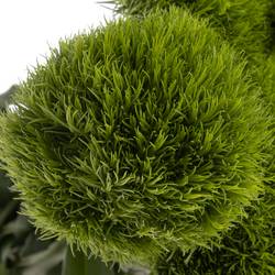 Bartnelke grün Kiwi 45cm x40