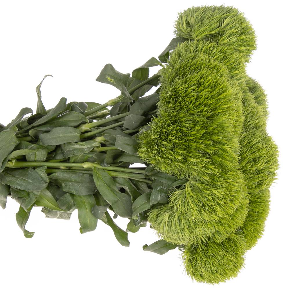 Bartnelke grün Kiwi 45cm x40
