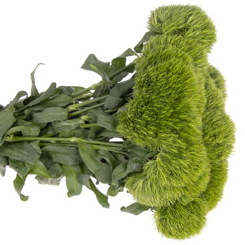 Bartnelke grün Kiwi 45cm x40
