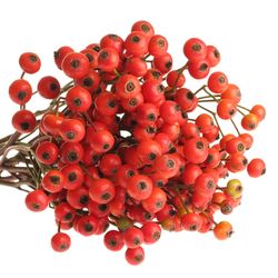 Hagebutte orange Fruitilia 40cm