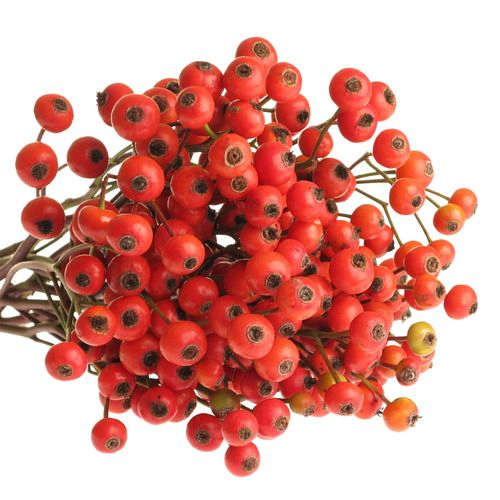 Hagebutte orange Fruitilia 40cm