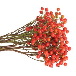 Hagebutte orange Fruitilia 40cm