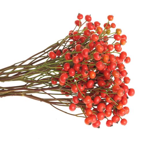 Hagebutte orange Fruitilia 40cm