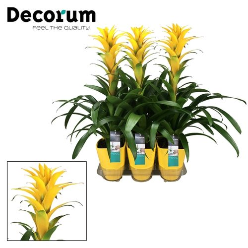 Guzmania gelb Hilda Keramik T14 H60 