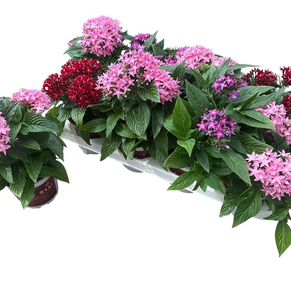 Pentas mix Graffiti T13 H028