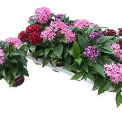 Pentas mix Graffiti T13 H028