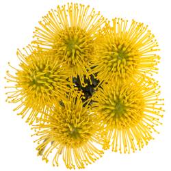 Nutans gelb Ayoba 35cm