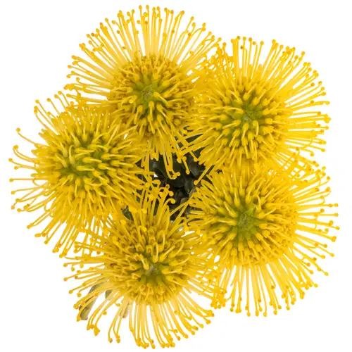 Nutans gelb Ayoba 35cm