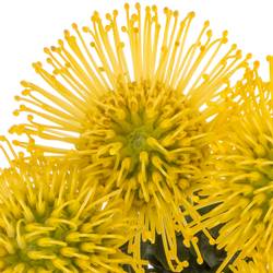 Nutans gelb Ayoba 35cm