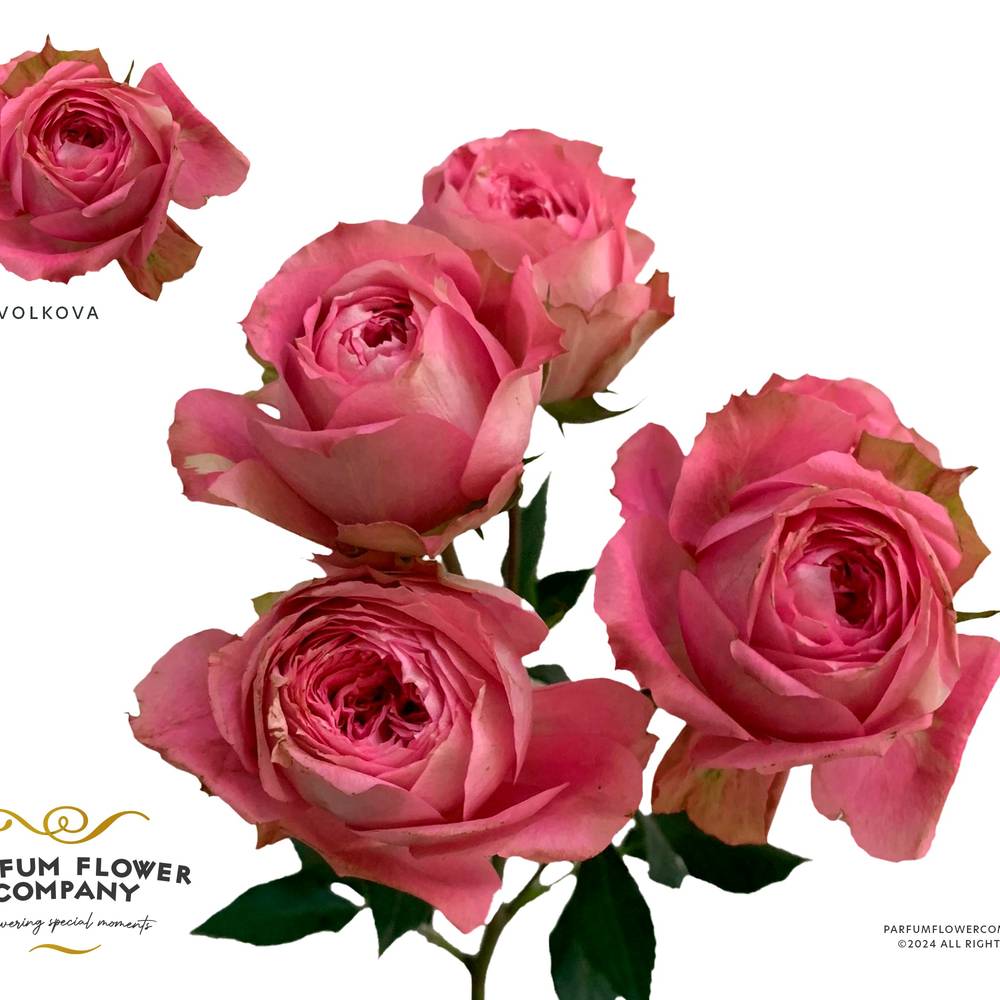 Rose verzweigt rosa Volkova