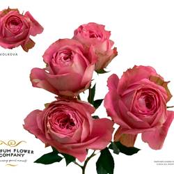 Rose verzweigt rosa Volkova