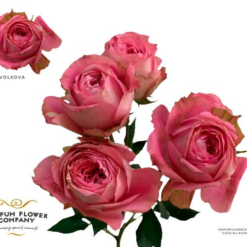 Rose verzweigt rosa Volkova