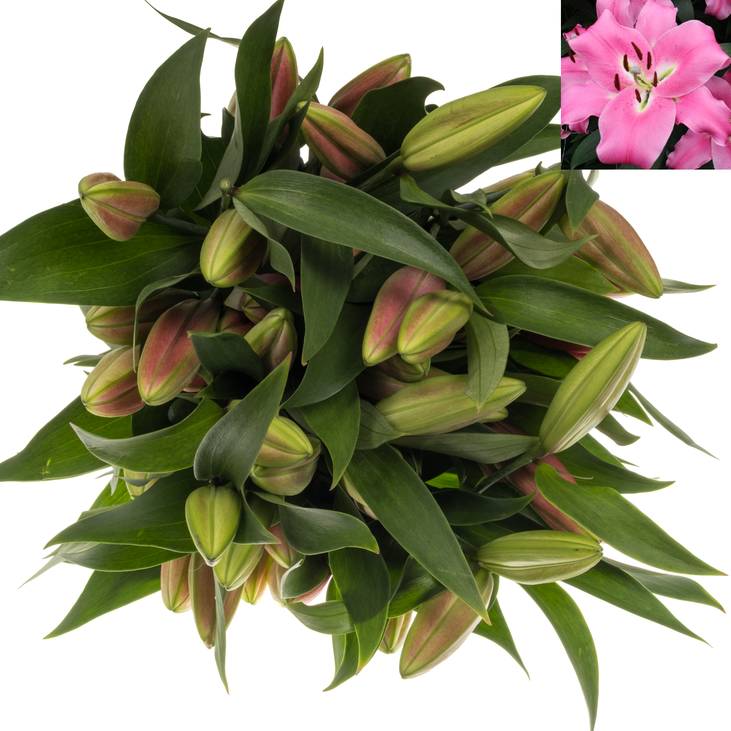 Lilie orientalisch fuchsia Maldano 5+Blüte 95cm
