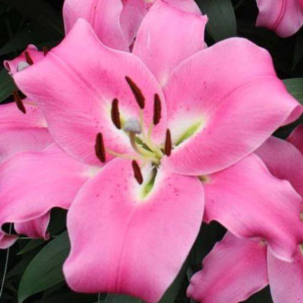 Lilie orientalisch fuchsia Maldano 5+Blüte 95cm