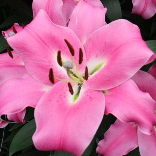 Lilie orientalisch fuchsia Maldano 5+Blüte 95cm