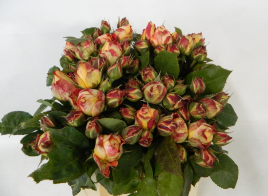 Rosa gelb Freiland Magic Summerfield 2+ 40cm
