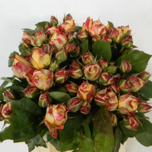 Rosa gelb Freiland Magic Summerfield 2+ 40cm