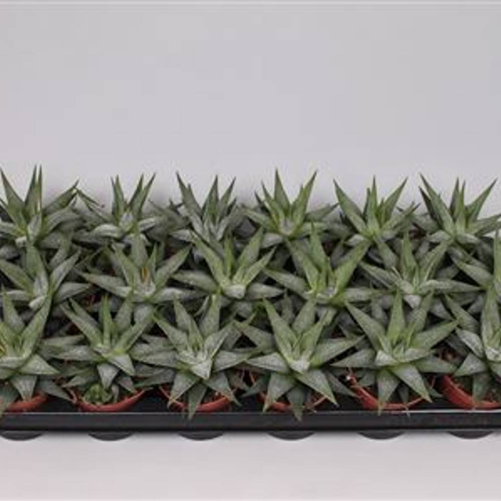 Haworthia Faciata T08 H15