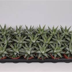 Haworthia Faciata T08 H15