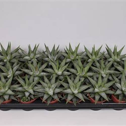 Haworthia Faciata T08 H15
