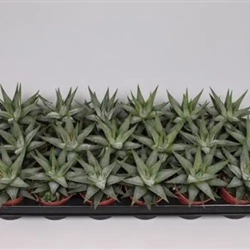 Haworthia Faciata T08 H15