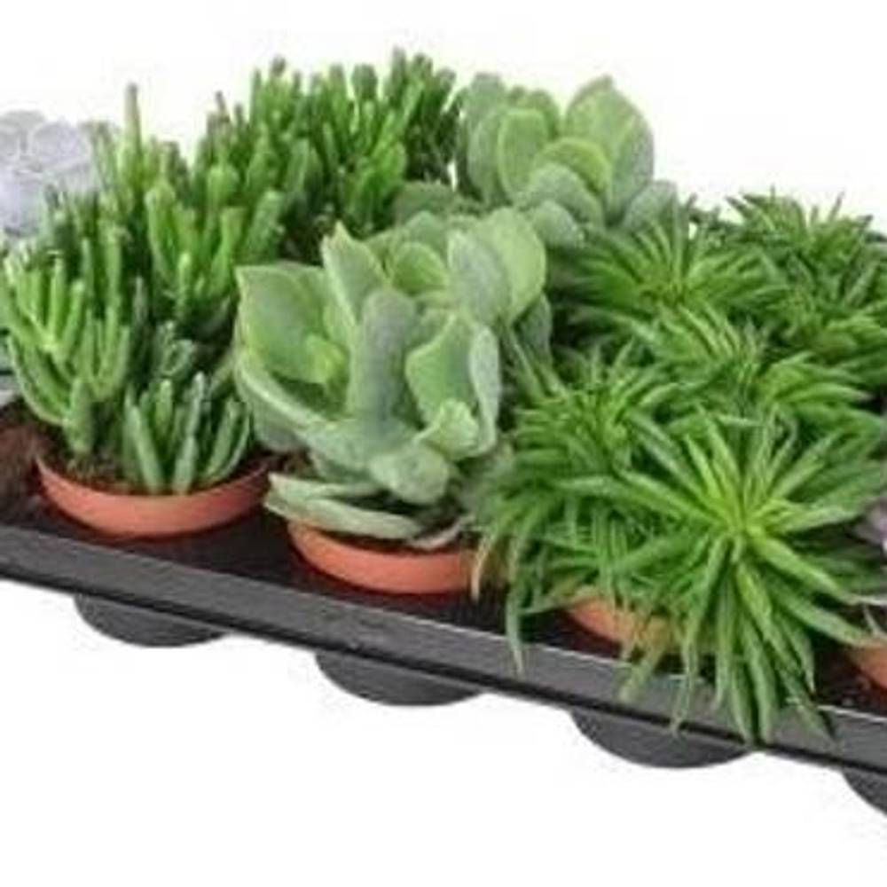 Sukkulenten mix T10,5 H015