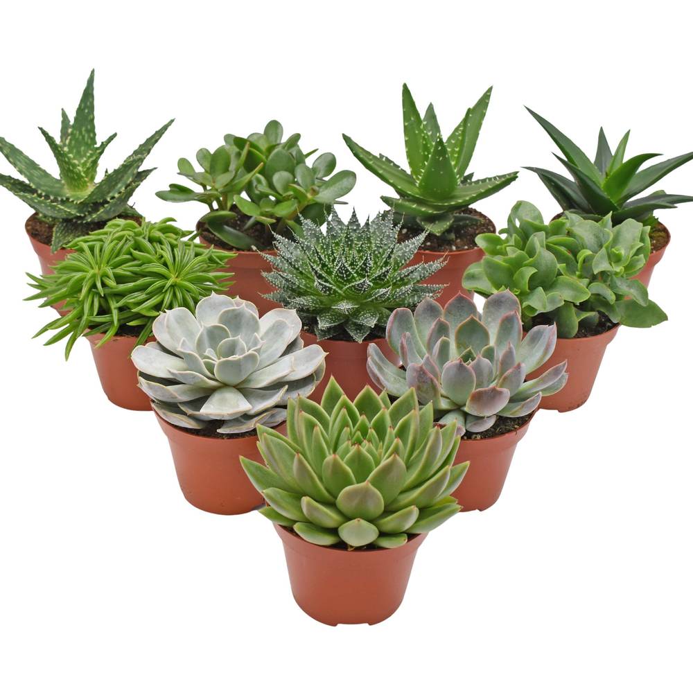 Sukkulenten mix T10,5 H015