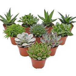 Sukkulenten mix T10,5 H015