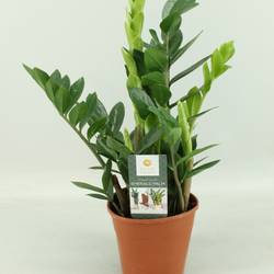 Zamioculcas 4+ T14 H045