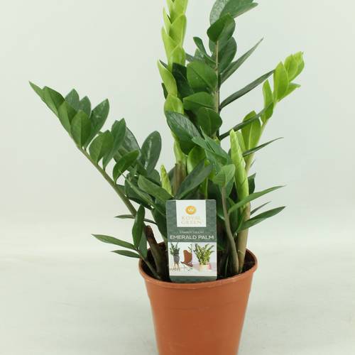 Zamioculcas 4+ T14 H045