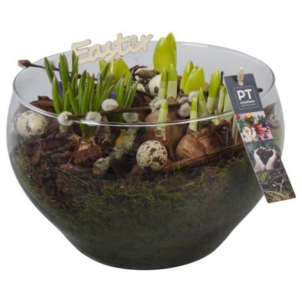 Zwiebel.Arr mix PTBMP5763 Ostern T23 H022