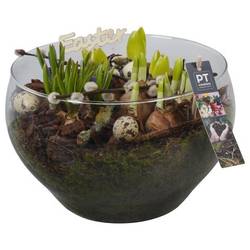 Zwiebel.Arr mix PTBMP5763 Ostern T23 H022