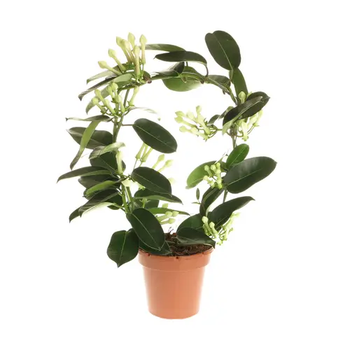 Stephanotis Fleur 7-8Bl. T12 H45