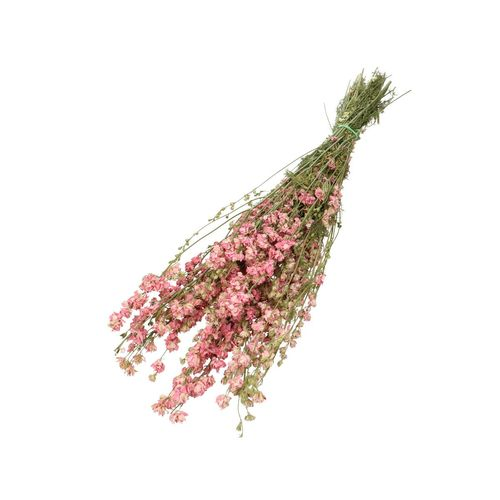 Trocken Delphinium rosa L60cm
