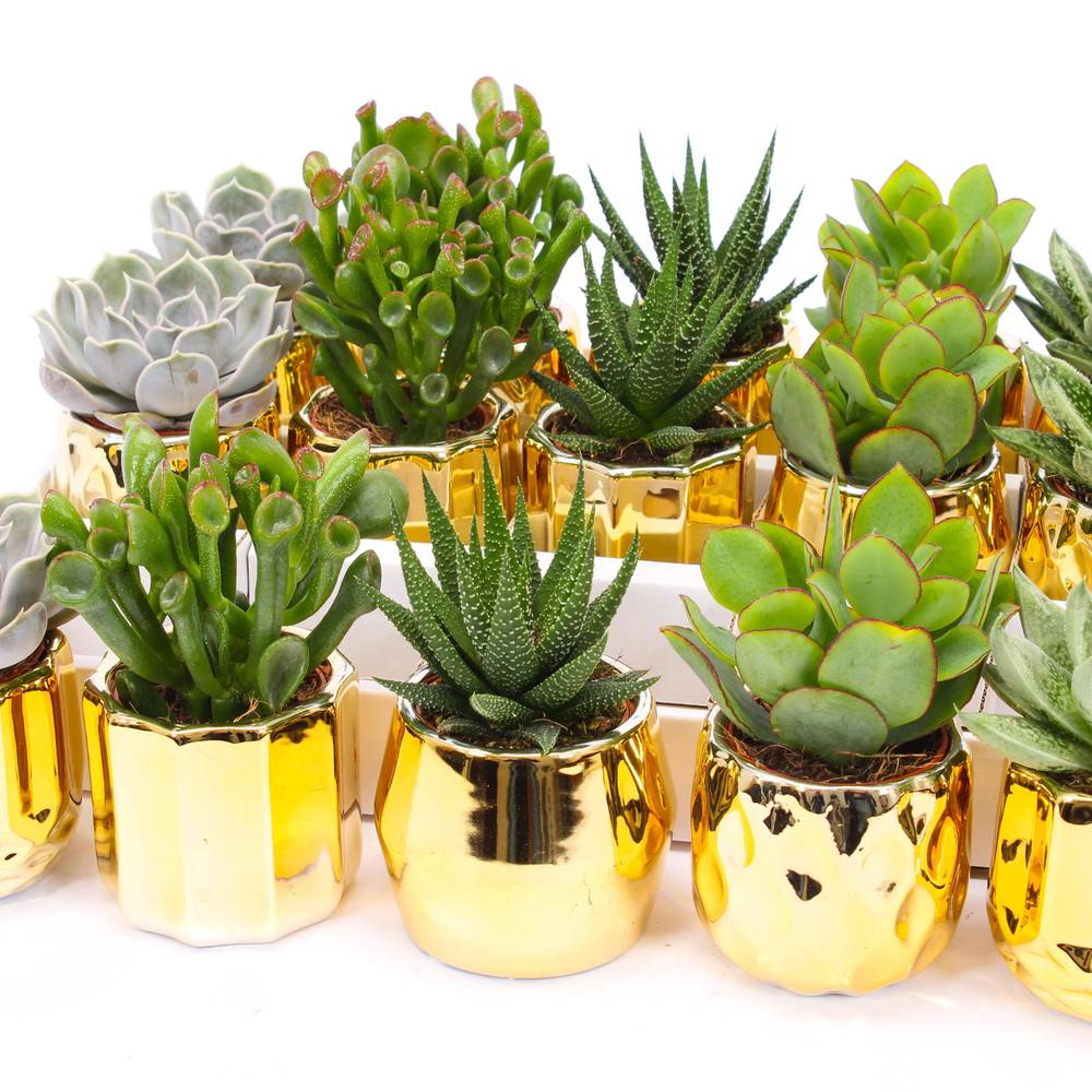 Sukkulenten mix im Keramik Gold T07 H009