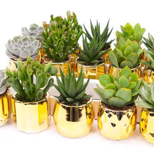 Sukkulenten mix im Keramik Gold T07 H009