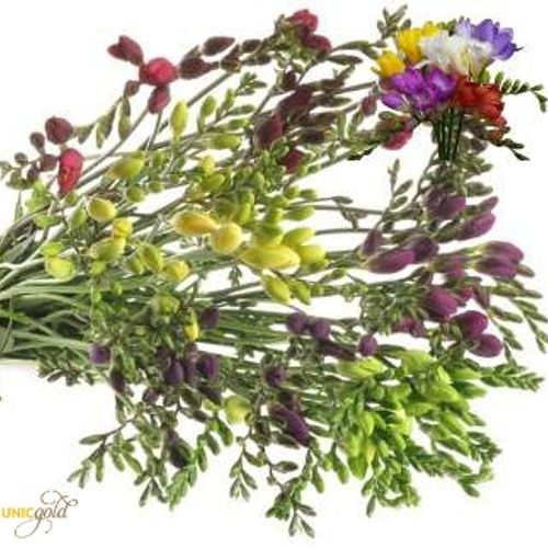 Freesie mix duinland 24 Gramm