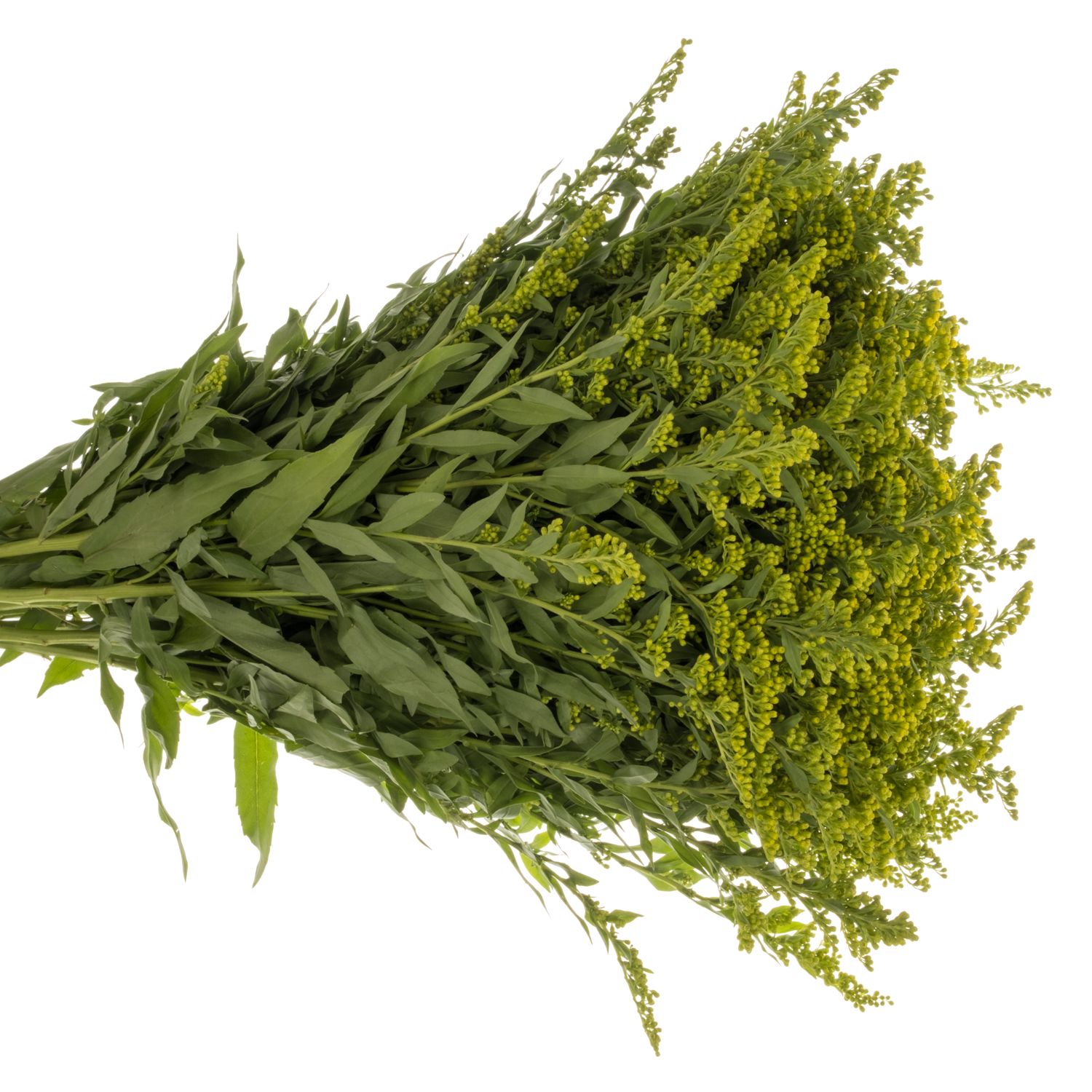 Solidago gelb Carzan Glory 70Gramm 80cm