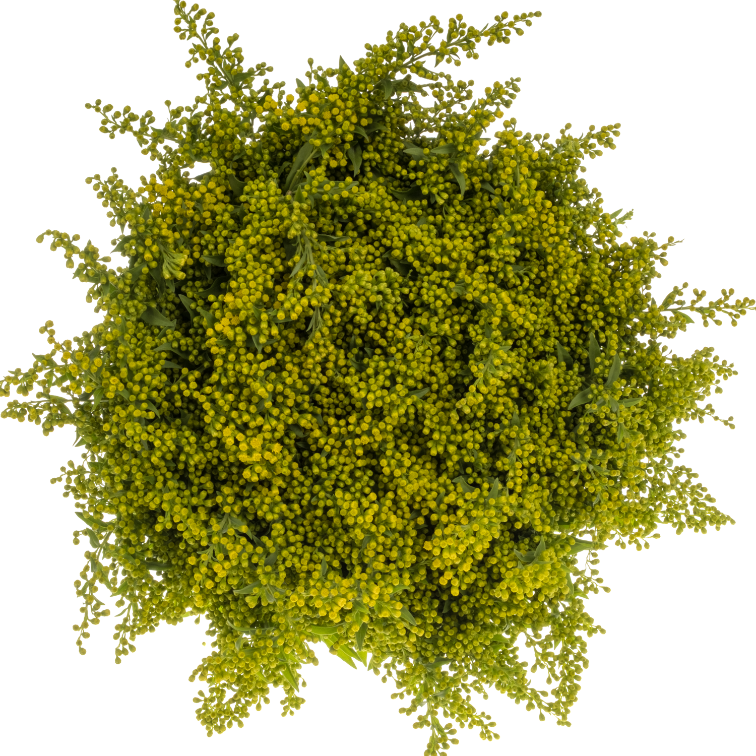 Solidago gelb Carzan Glory 70Gramm 80cm