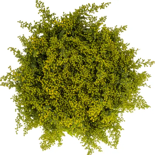 Solidago gelb Carzan Glory 70Gramm 80cm