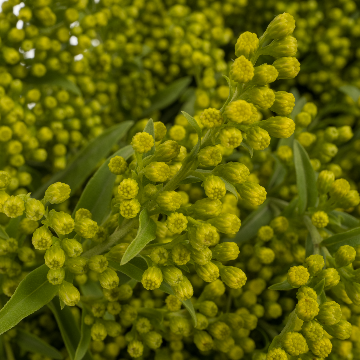 Solidago gelb Carzan Glory 70Gramm 80cm