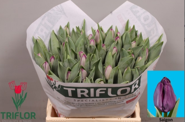 Tulpe lila Saigon 44 Gramm
