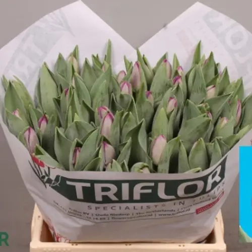 Tulpe lila Saigon 44 Gramm