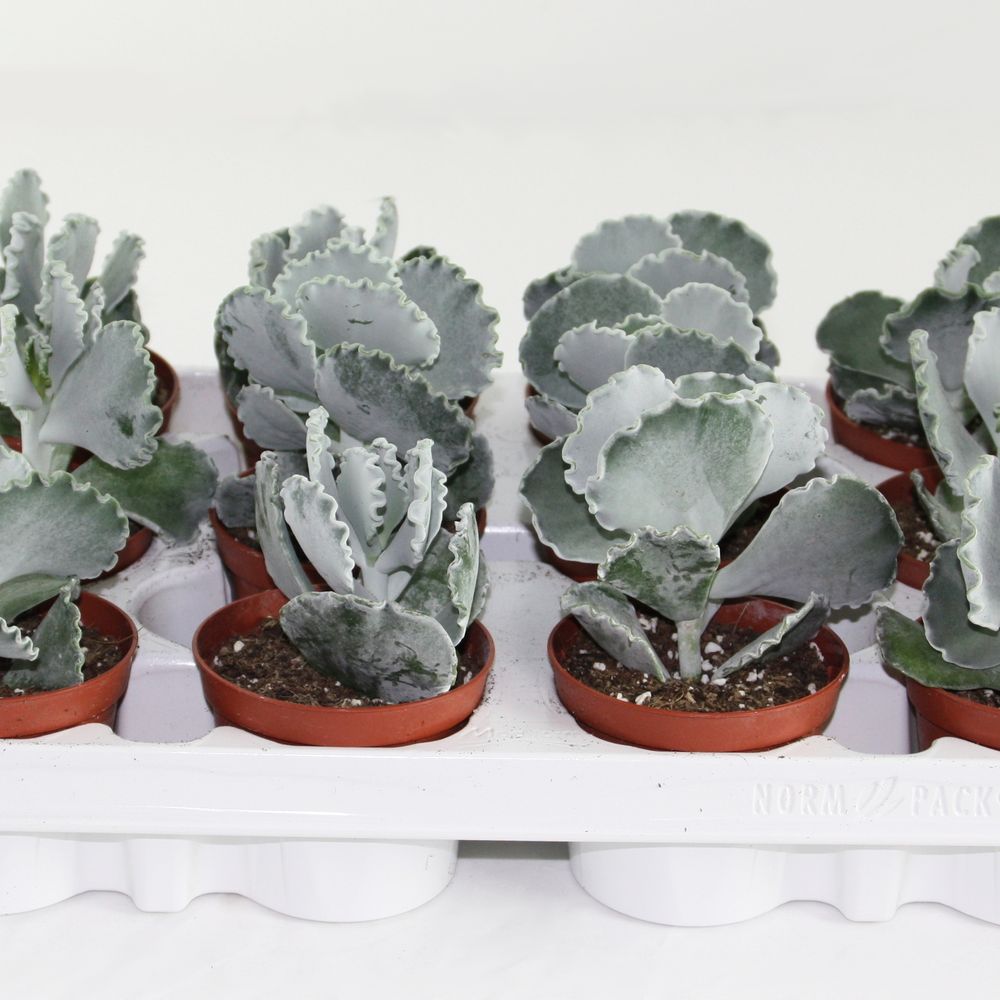 Cotyledon Undulata T08,5 H15
