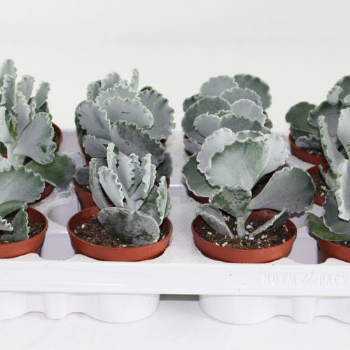 Cotyledon Undulata T08,5 H15