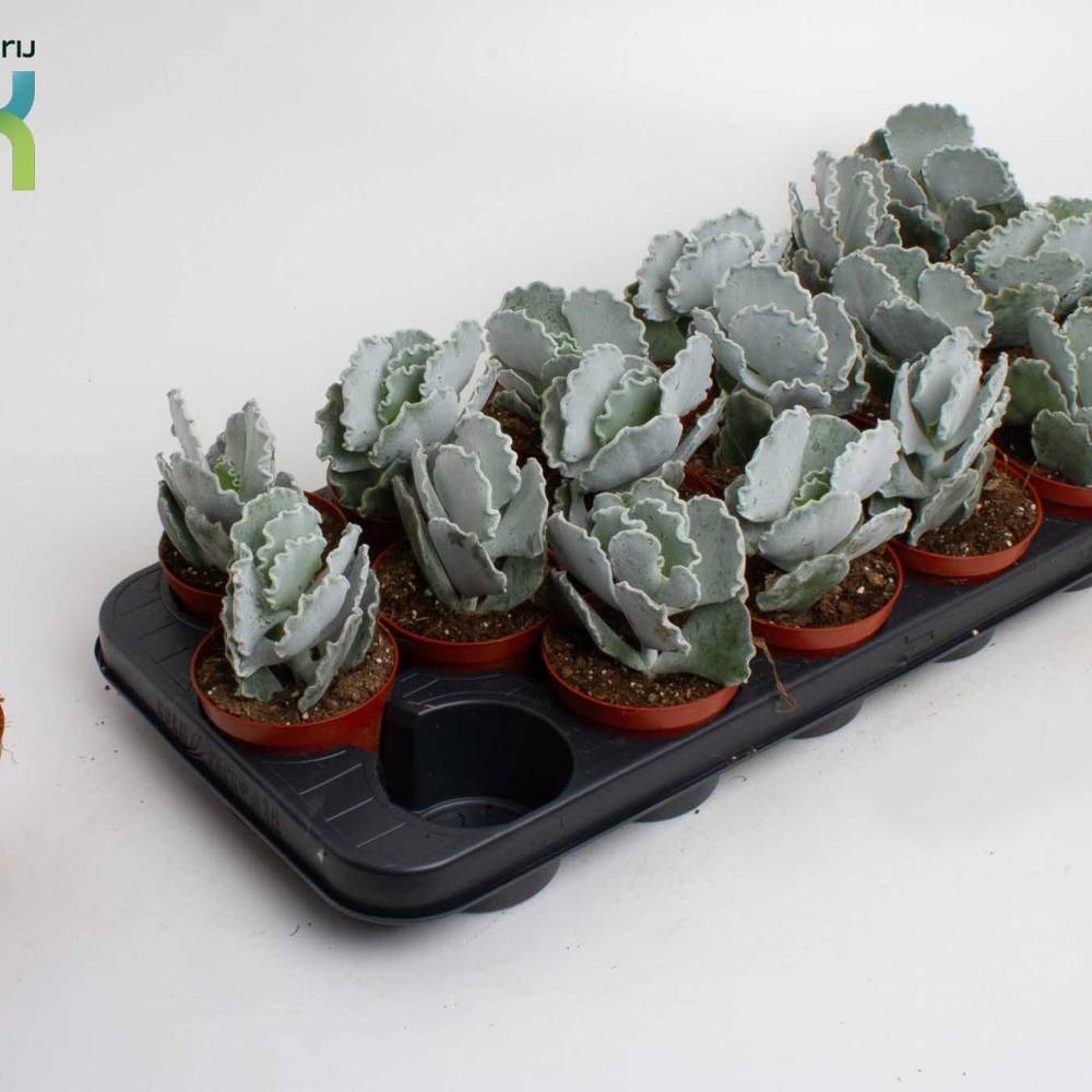 Cotyledon Undulata T08,5 H15