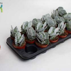Cotyledon Undulata T08,5 H15