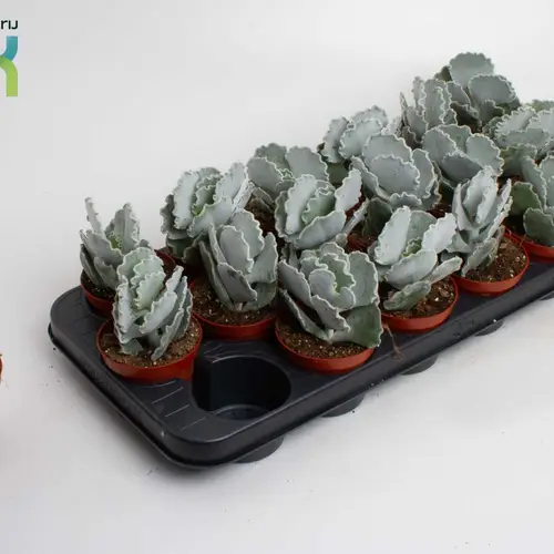 Cotyledon Undulata T08,5 H15
